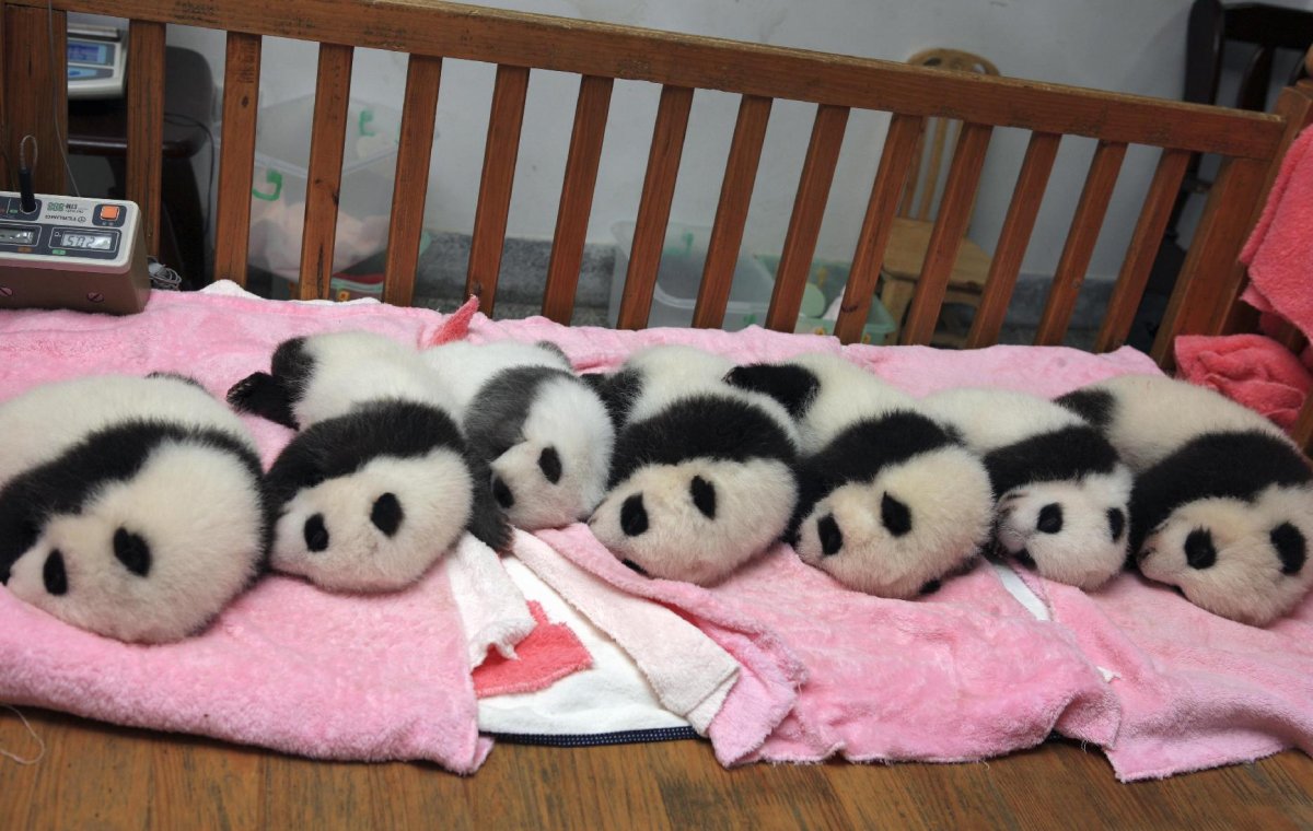 Ясли для панд в Китае