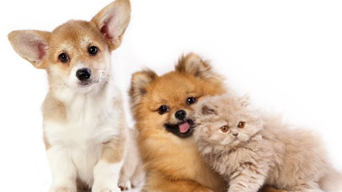 Корги и шпиц вместе