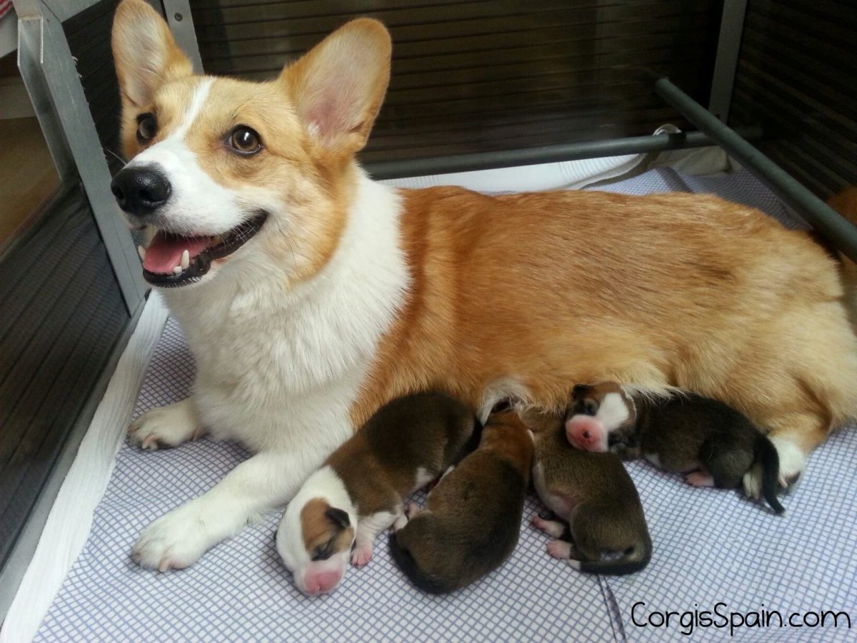 Вельш корги с хвостом