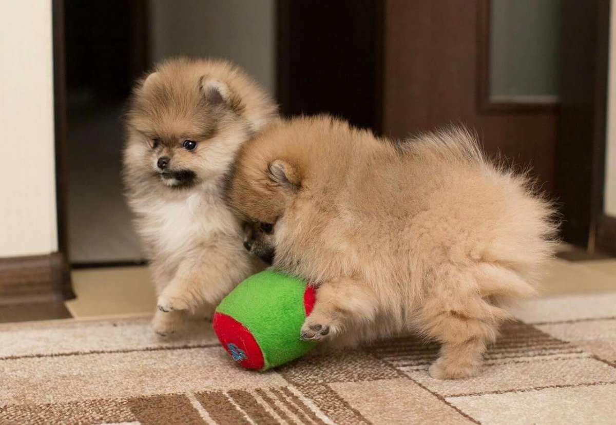 Померанский корги