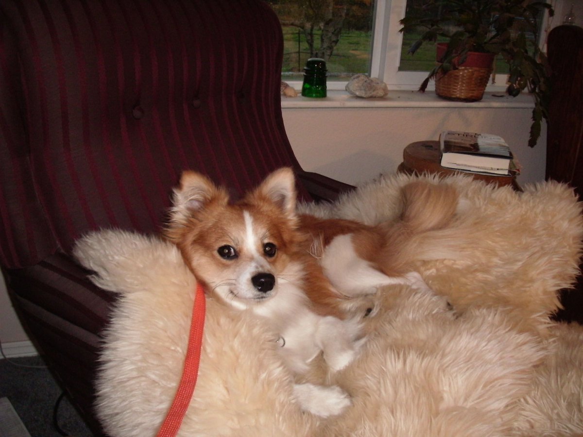 Метис корги и шпица