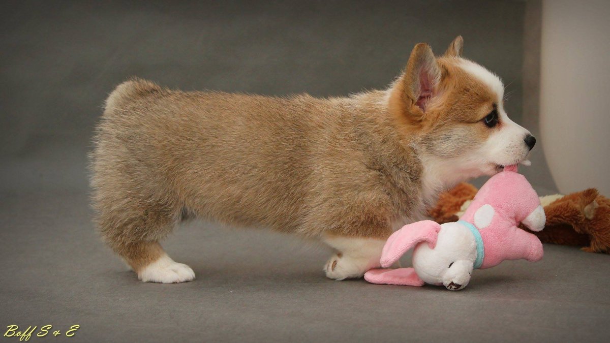 Корги пемброк