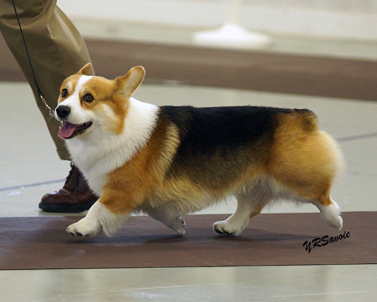 Гибрид корги и немецкий шпиц