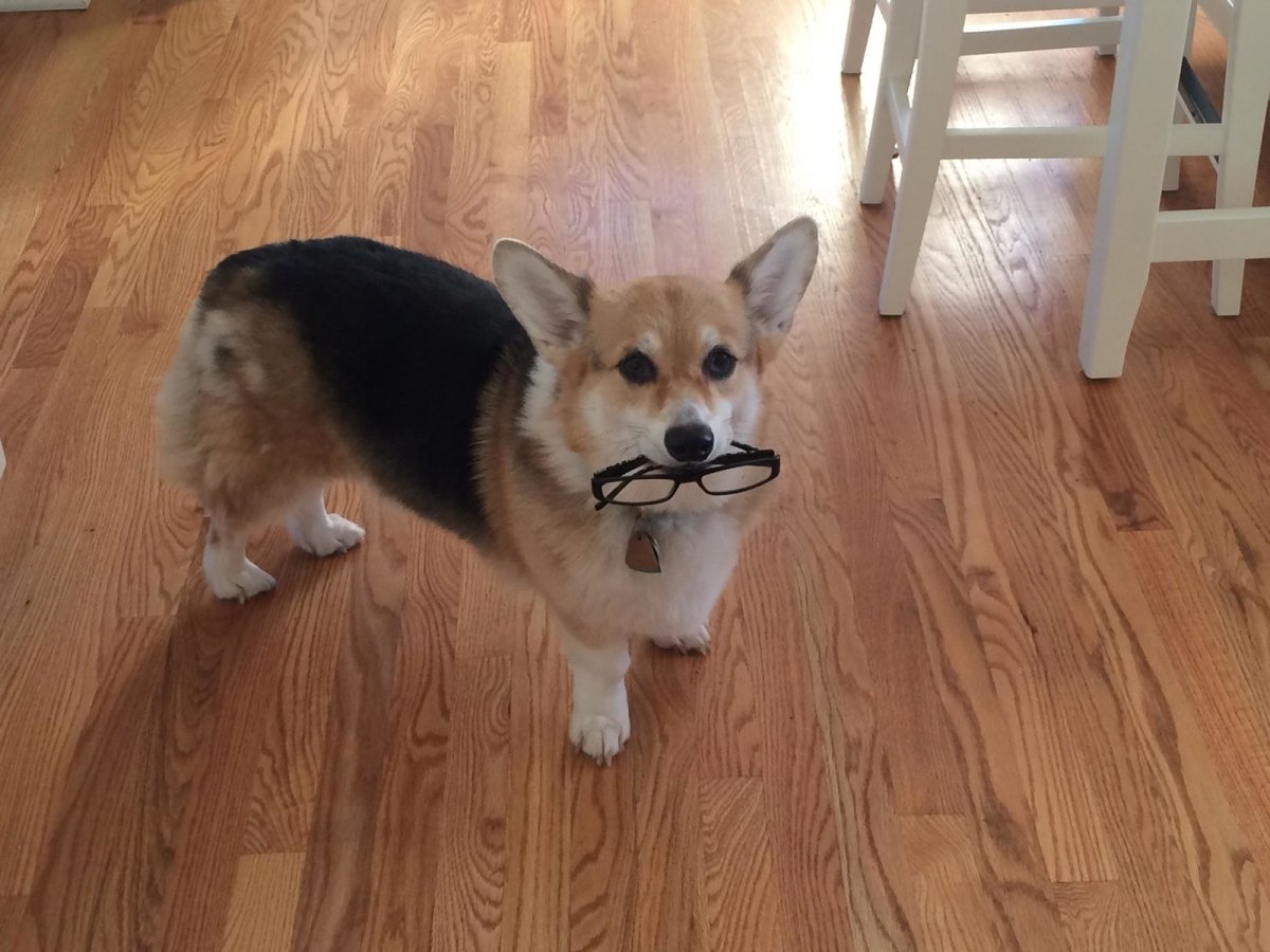 Дрессировка корги