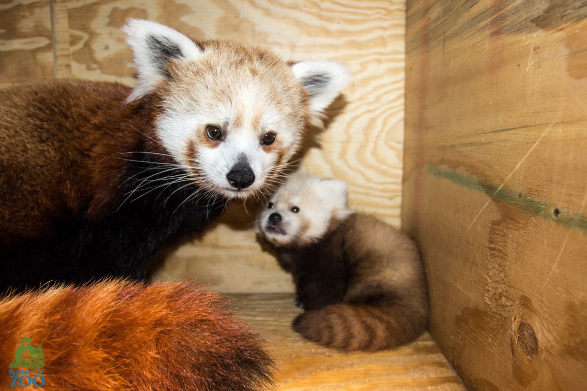Малая Панда детеныш