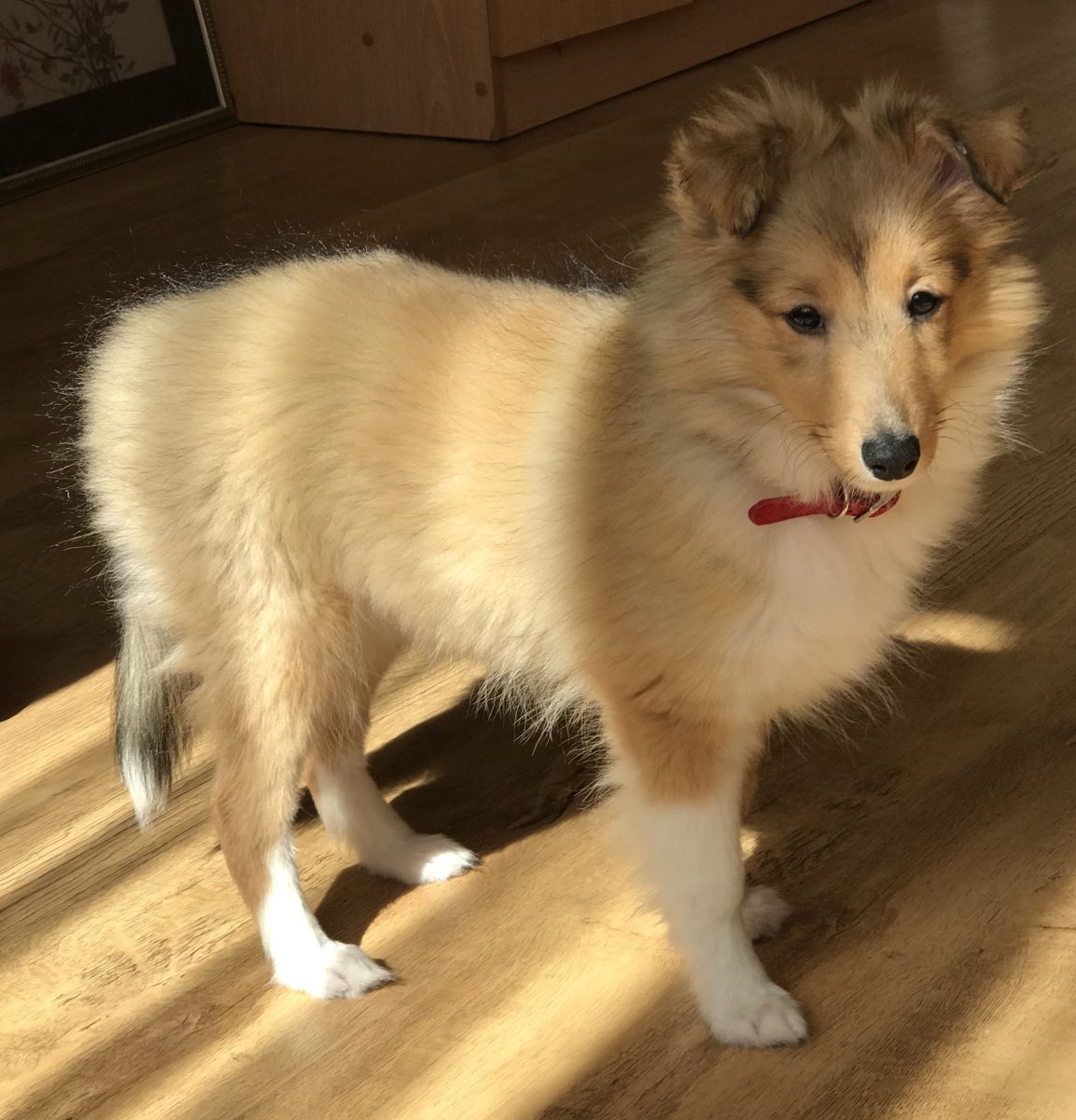 Метис корги и шелти