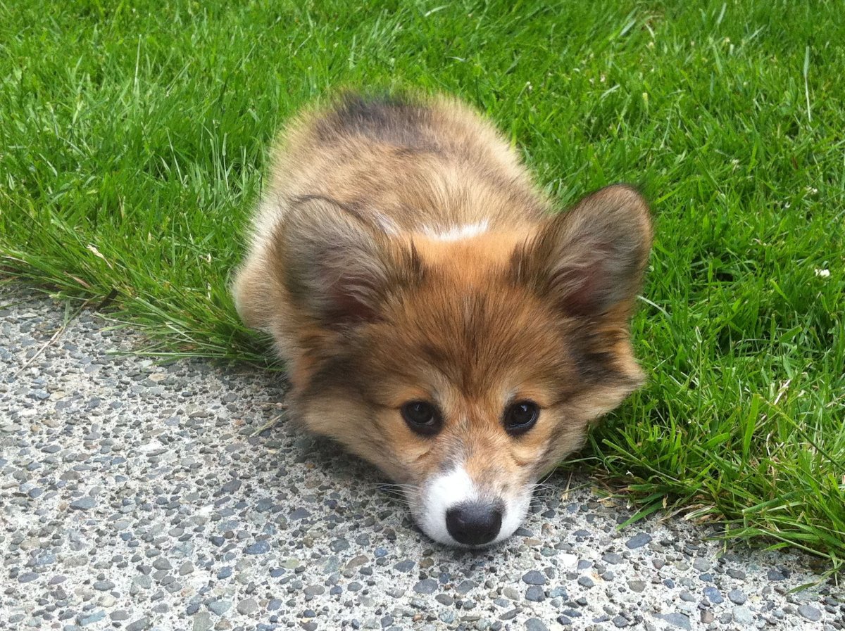 Корги Баффи