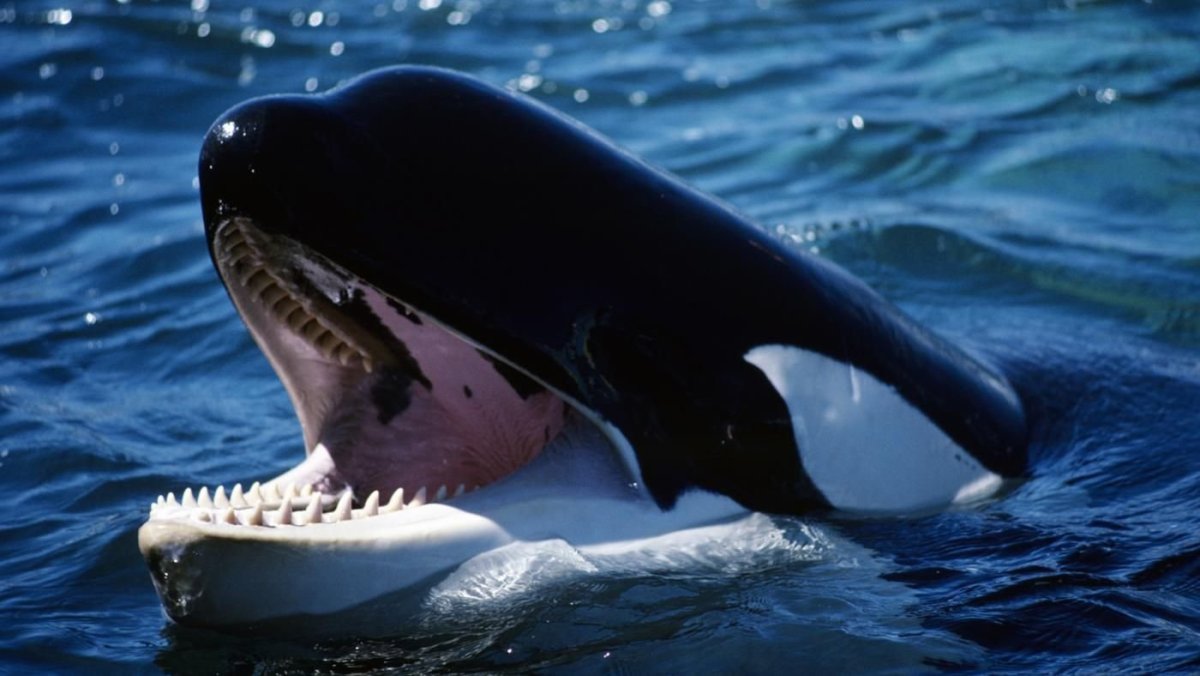 Кит Касатка зубы