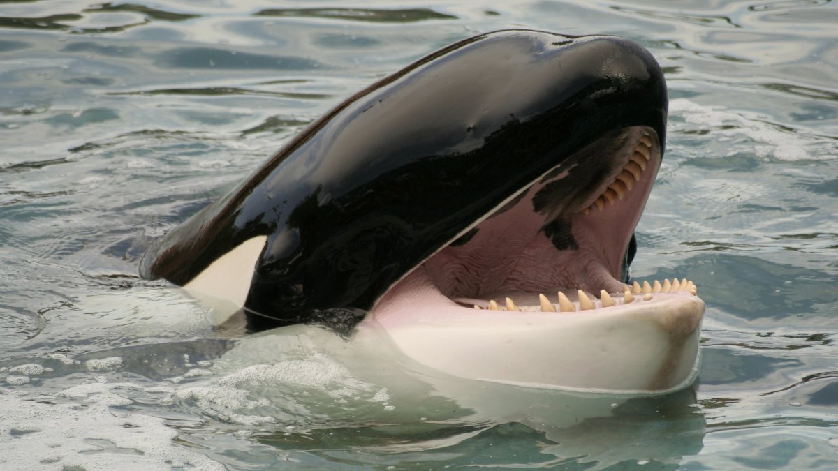 Малая Касатка красная книга