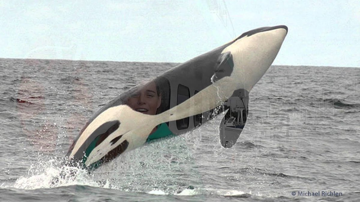 Косатки нападают на синих китов?