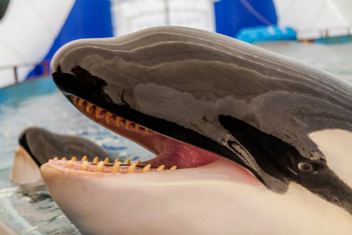 Зубатые китообразные