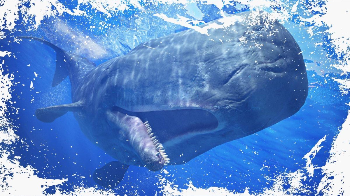 Киты в индийском океане