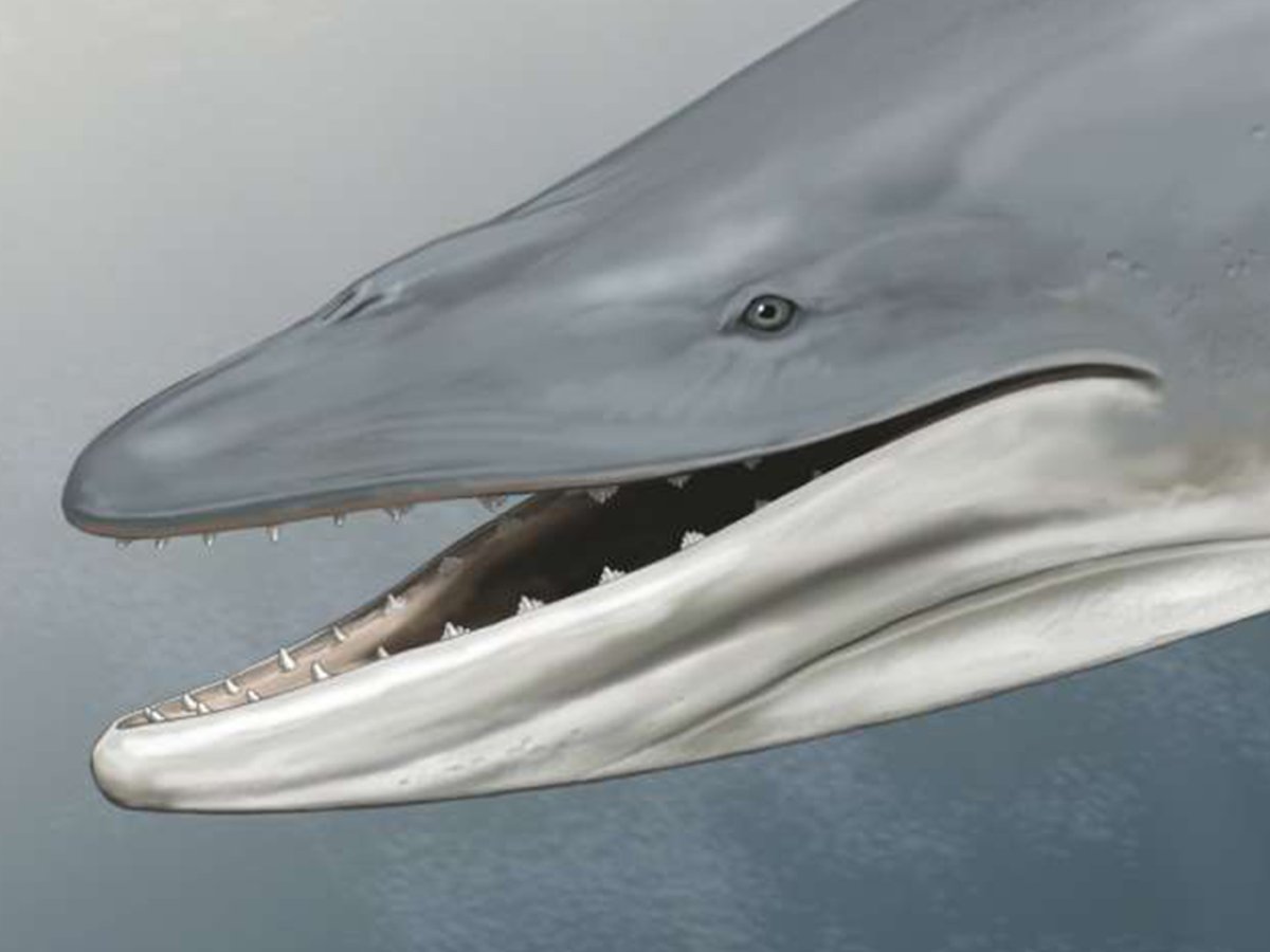 Гренландский кит и человек