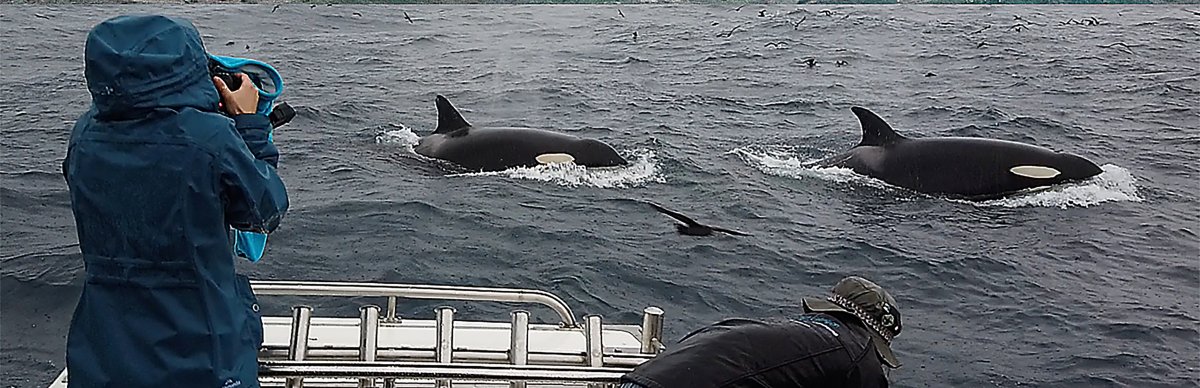 Кит Левиафан Мелвилла