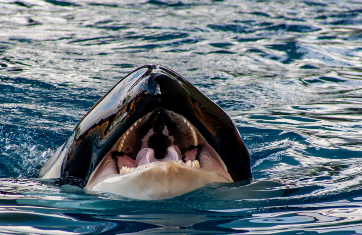 Гибрид кита