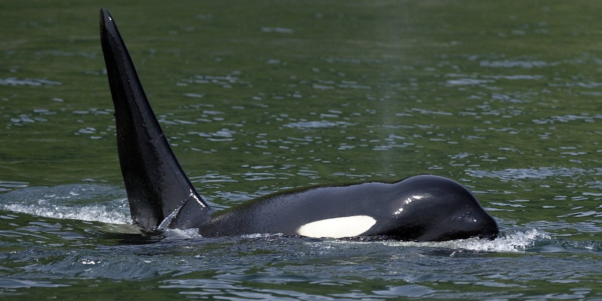 Орка Касатка