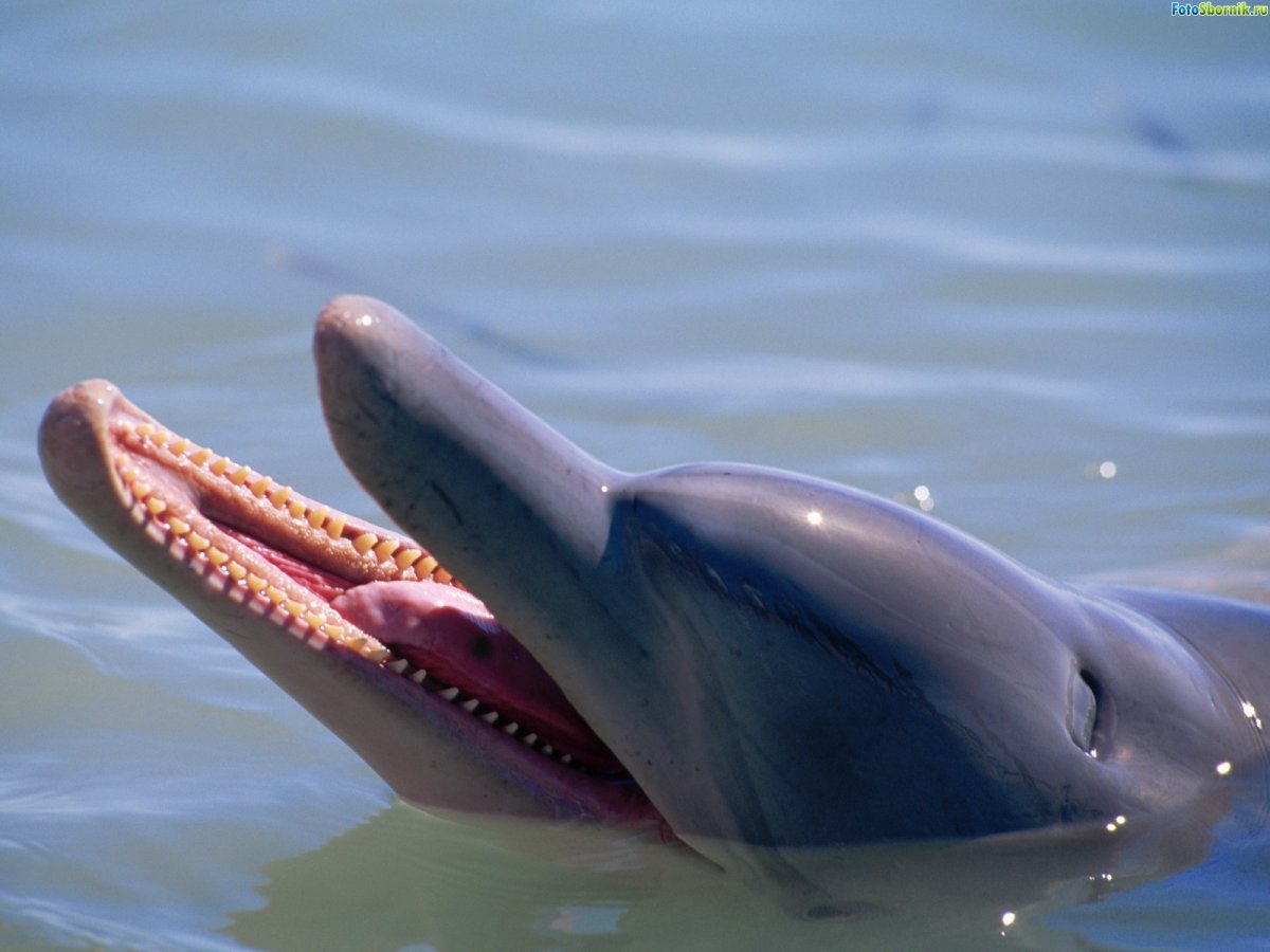 Косатка хищный Дельфин