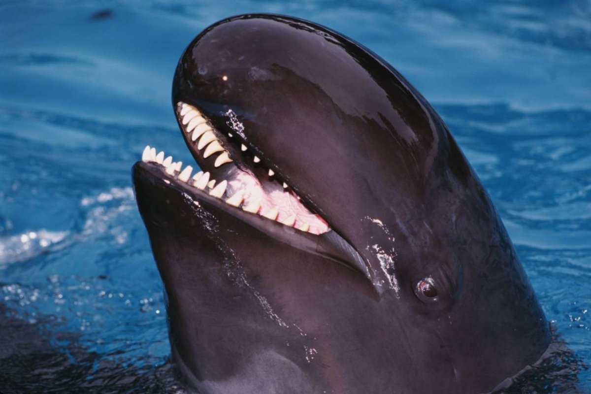 Кит и Касатка и Дельфин