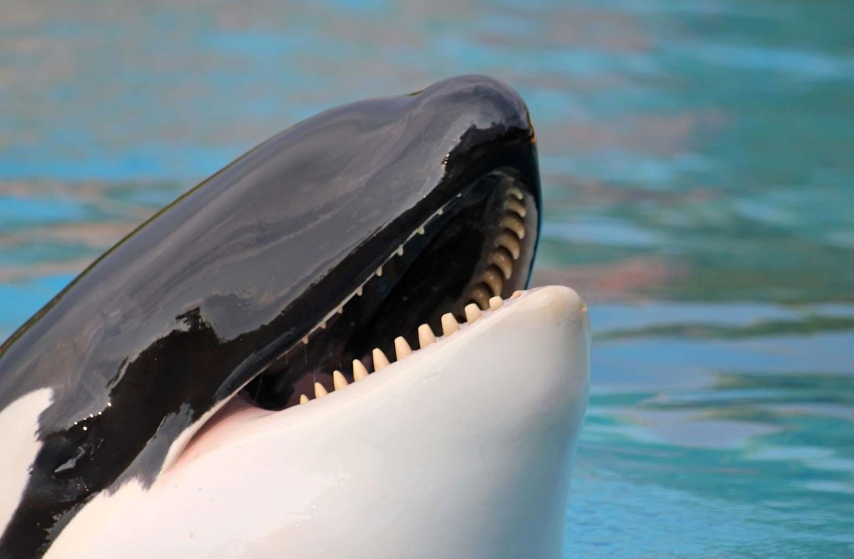 Косатка с открытым ртом