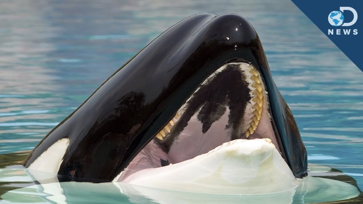 Малая косатка черная Касатка