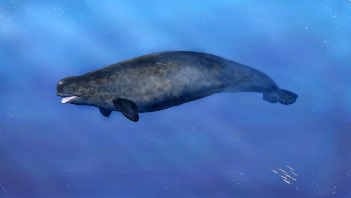 Животные Арктики нарвал