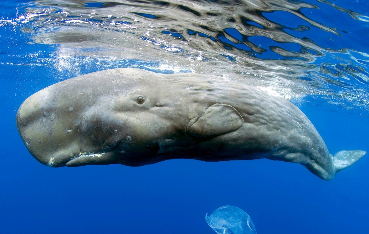 Опасные касатки