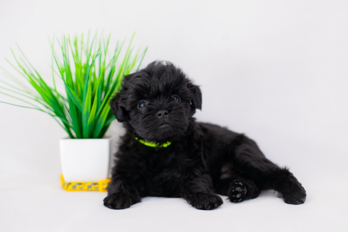 Грифон порода собаки Грифон