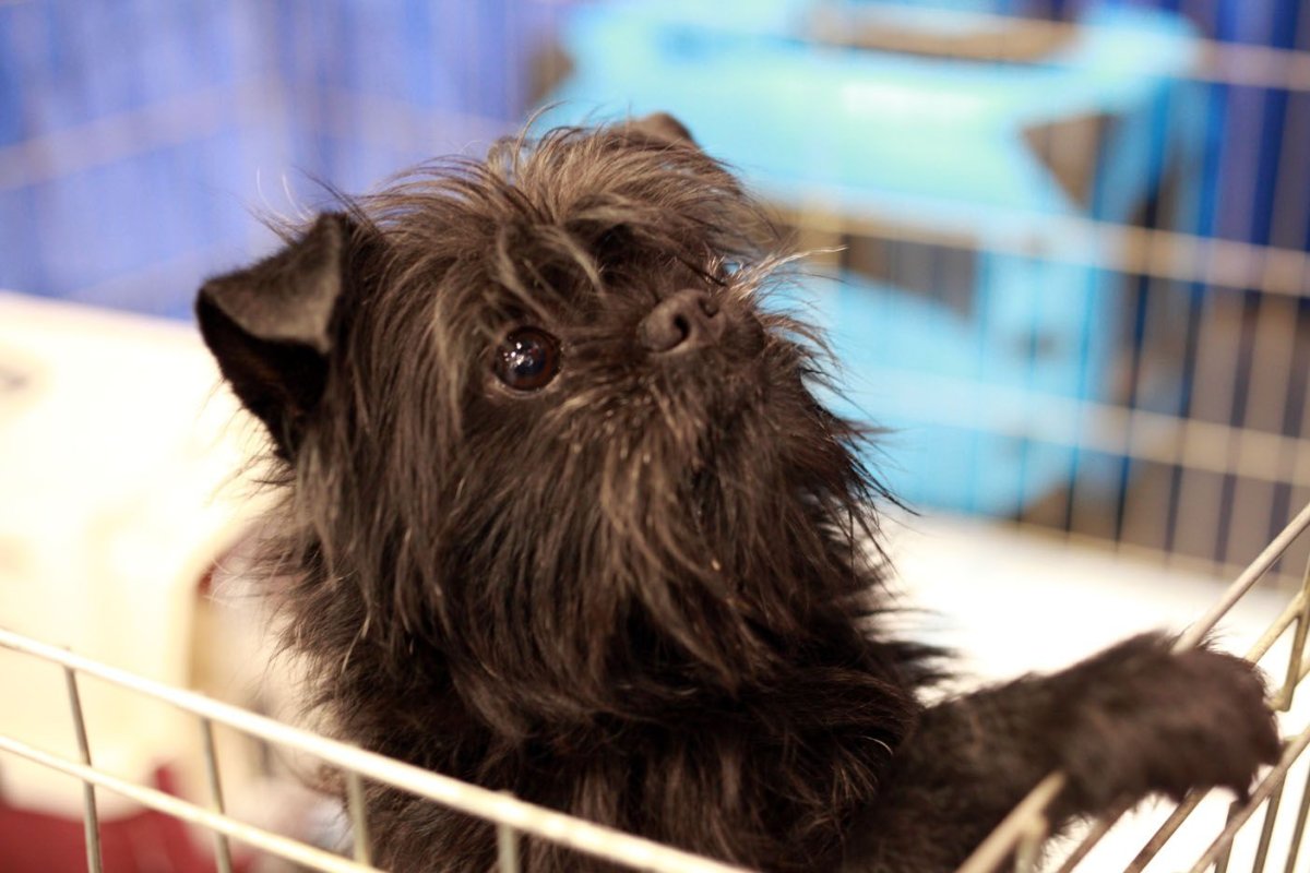 Аффенпинчер Тани Казари