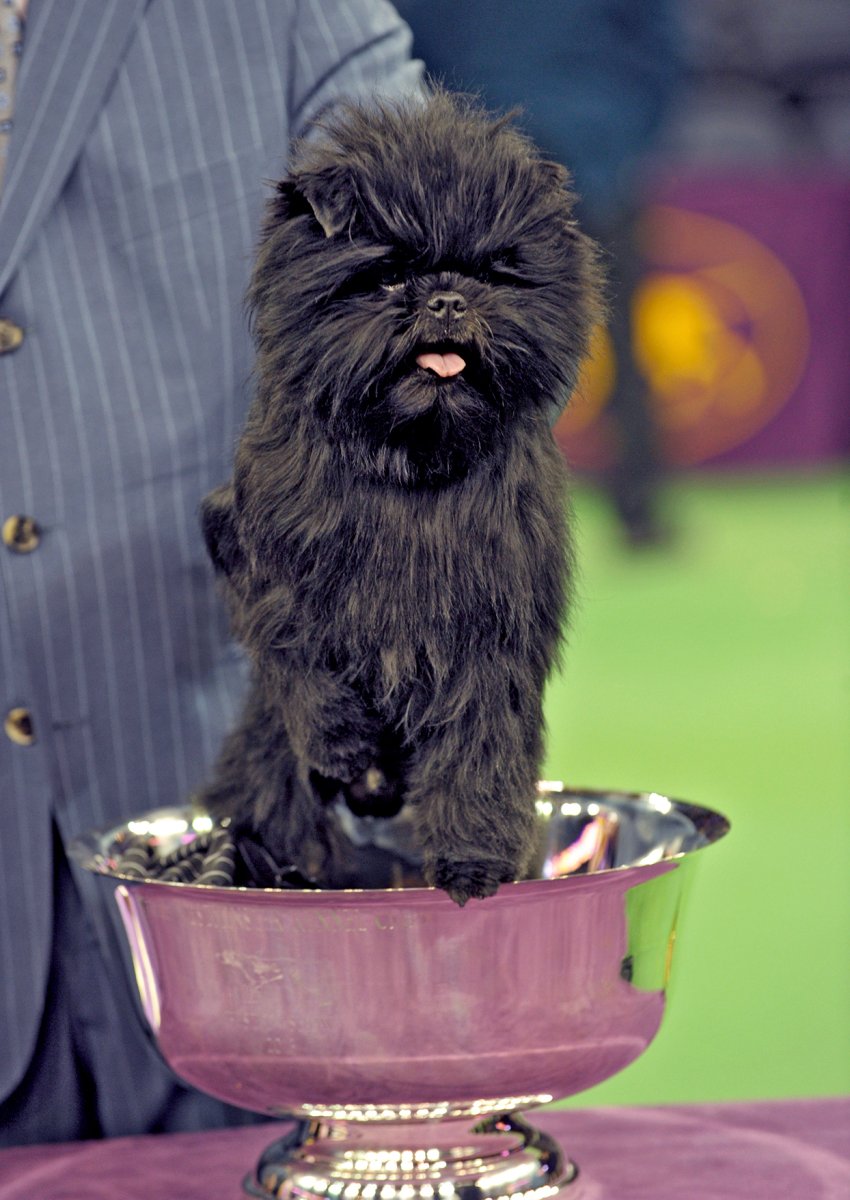 Аффенпинчер тримминг