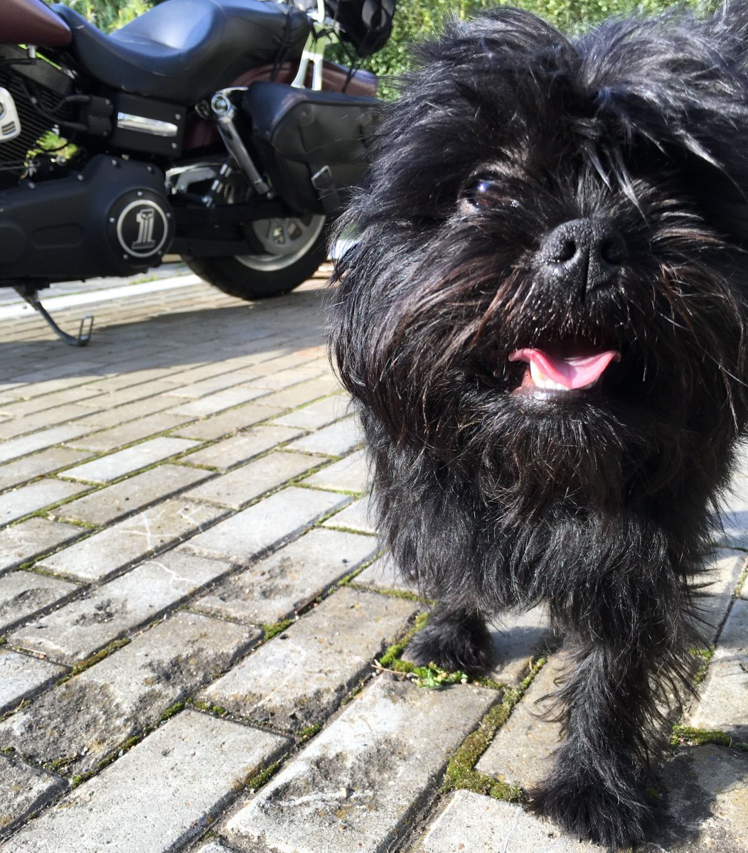 Аффенпинчер Обезьяний пинчер