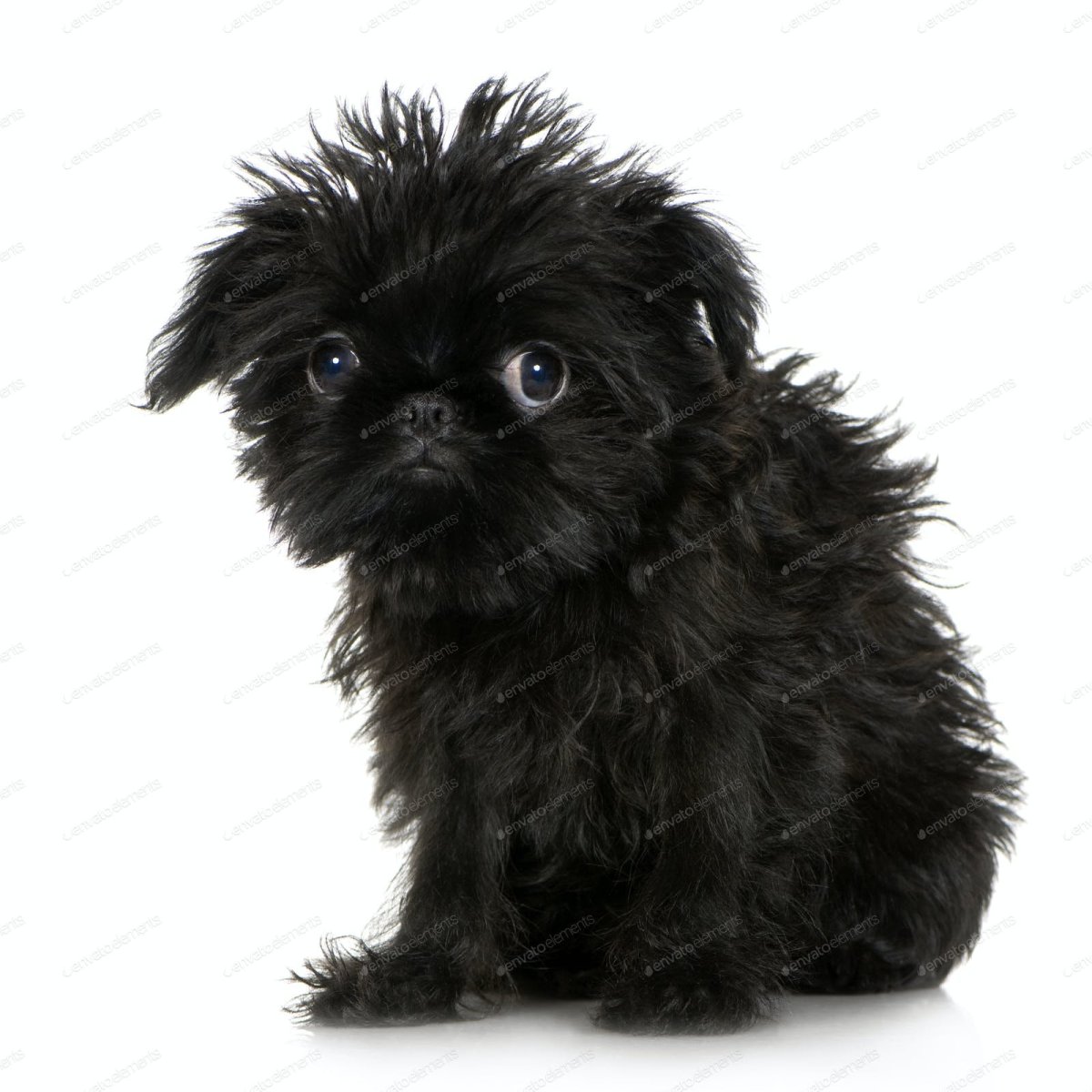 Черный Крысолов — Аффенпинчер