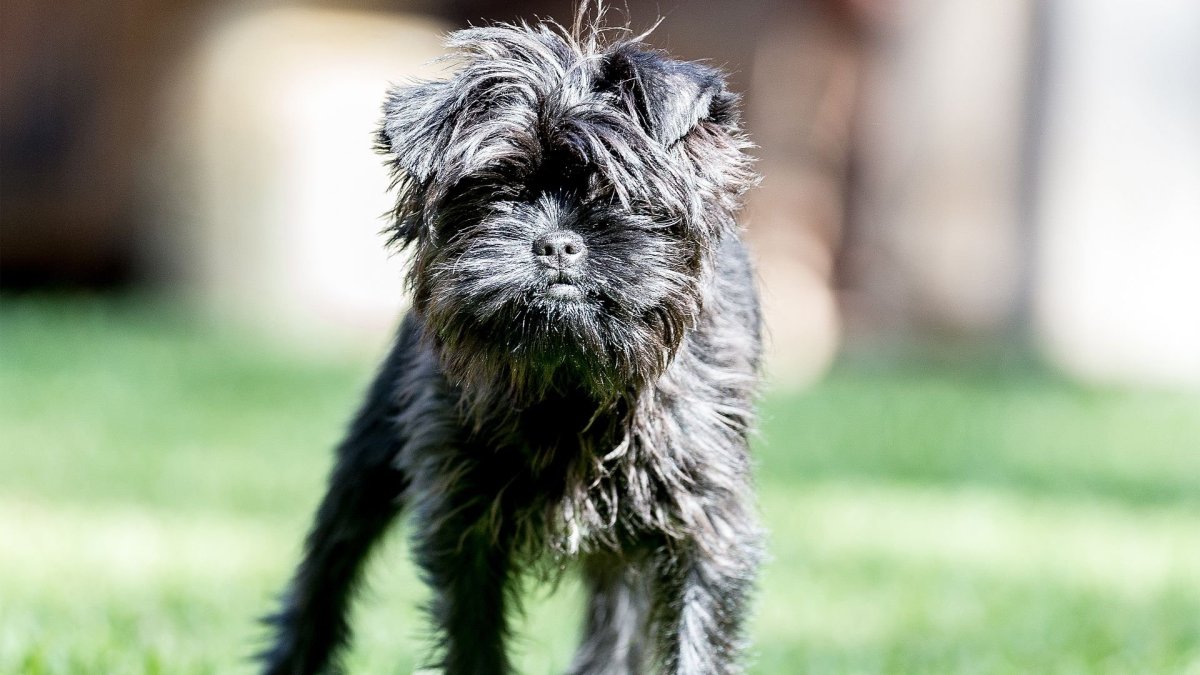 Аффенпинчер Москва