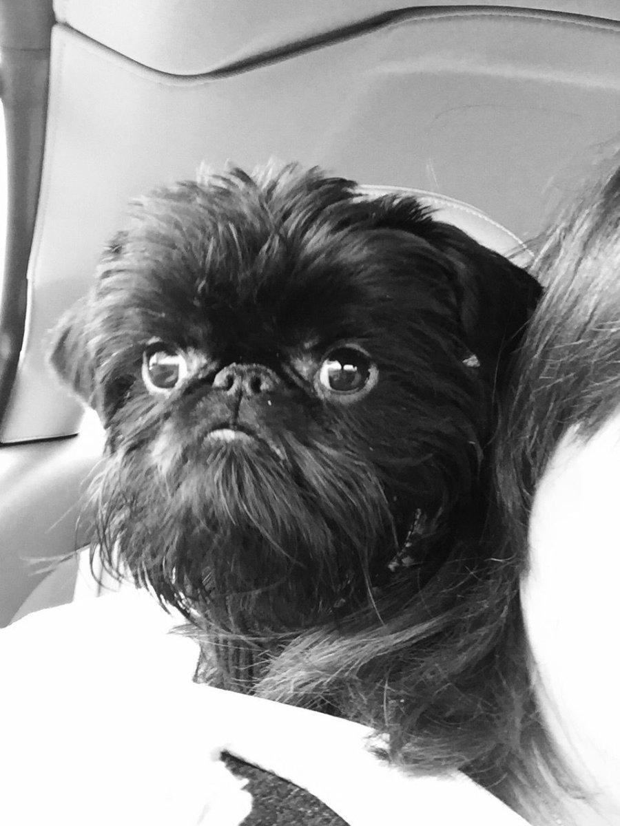 Порода Аффенпинчер