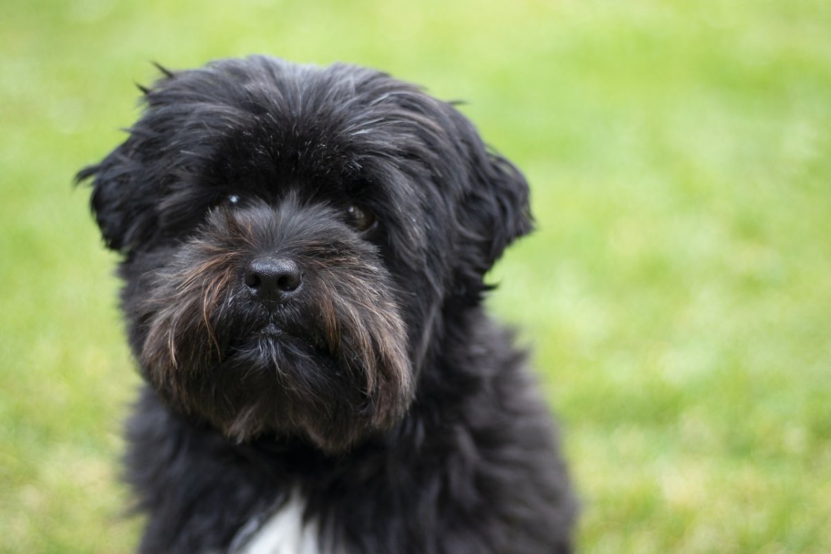 Собака Аффенпинчер