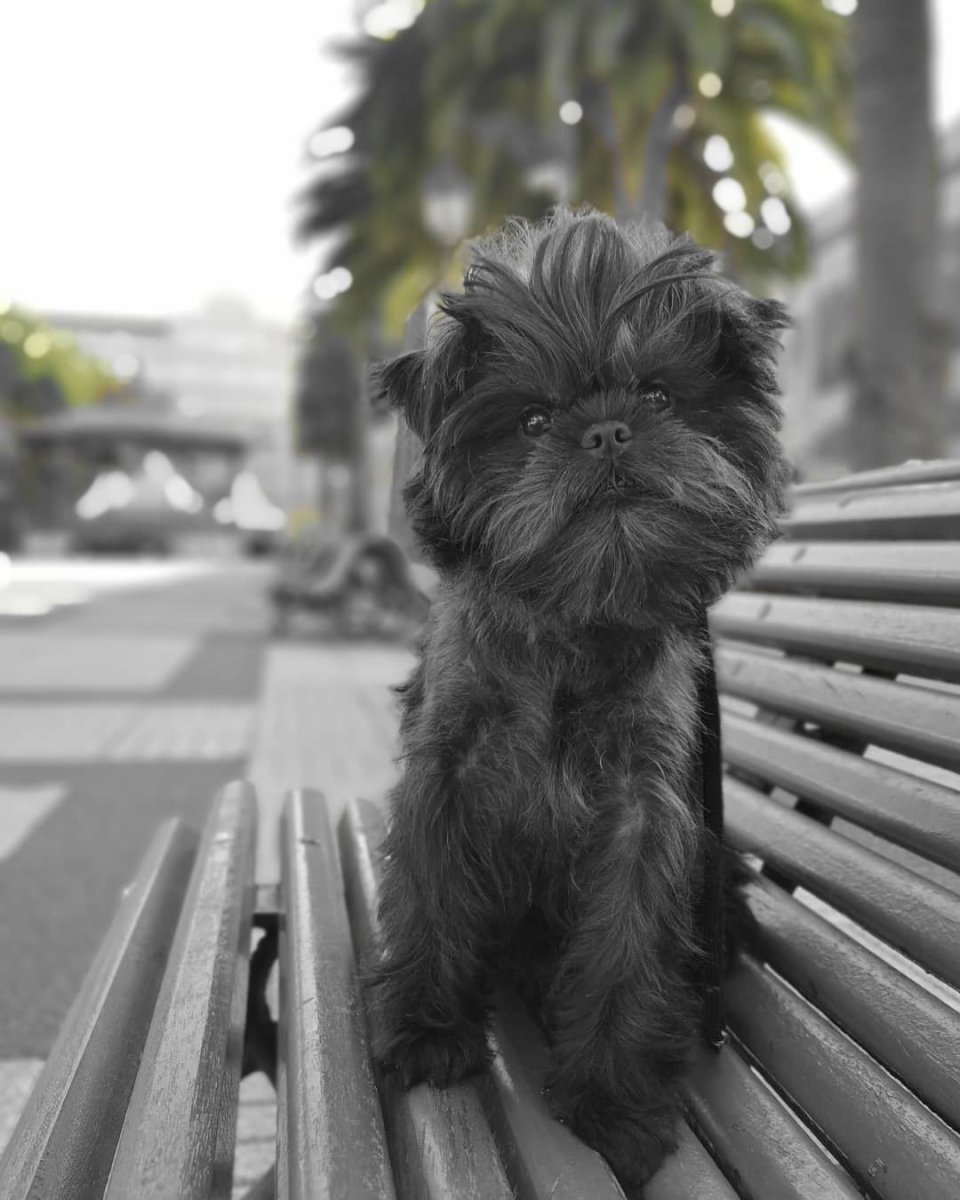 Аффенпинчер альбинос