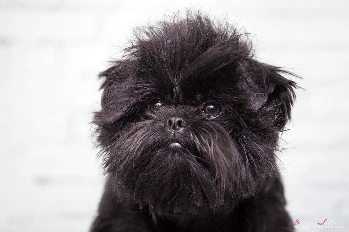 На тебя гавкнуть или сам убежишь