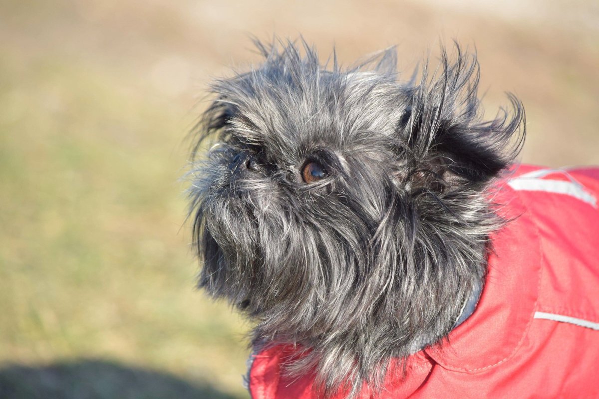 Прикус у аффенпинчера