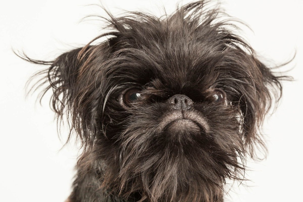 Порода бельгийский гриффон