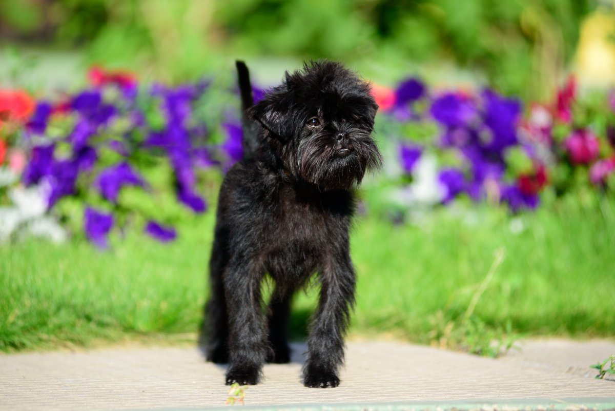 Аффенпинчер и Брюссельский гриффон