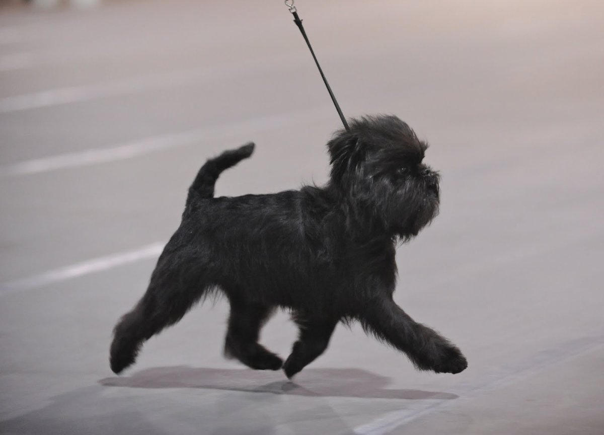 Грифон собаки порода когти