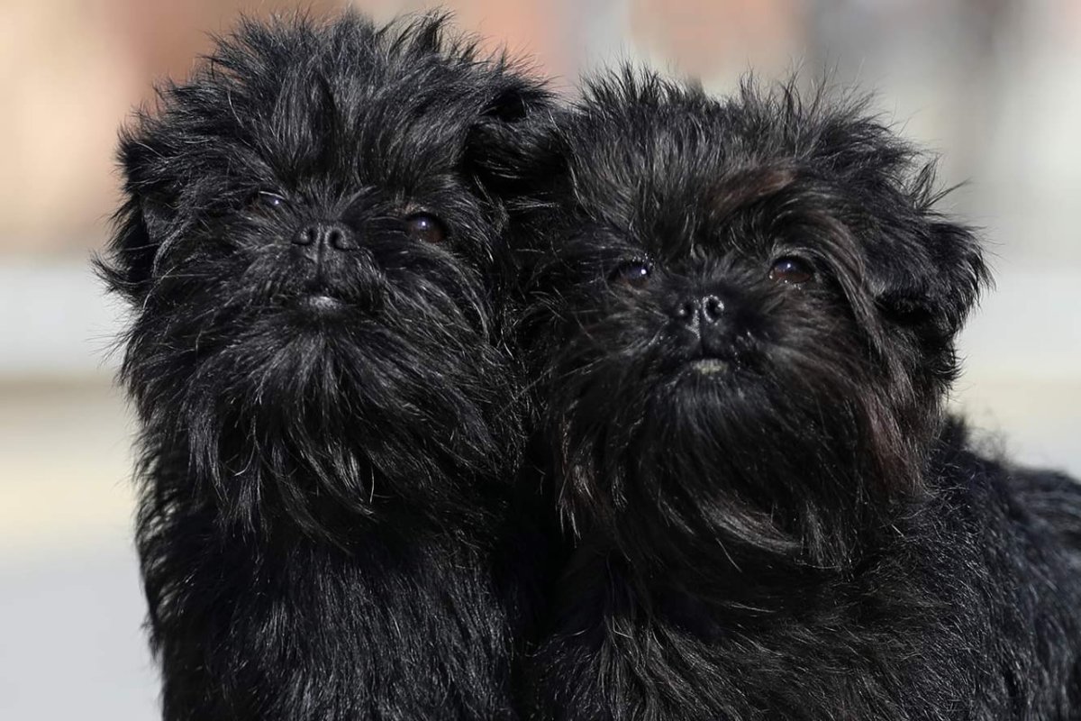 Аффенпинчер белый