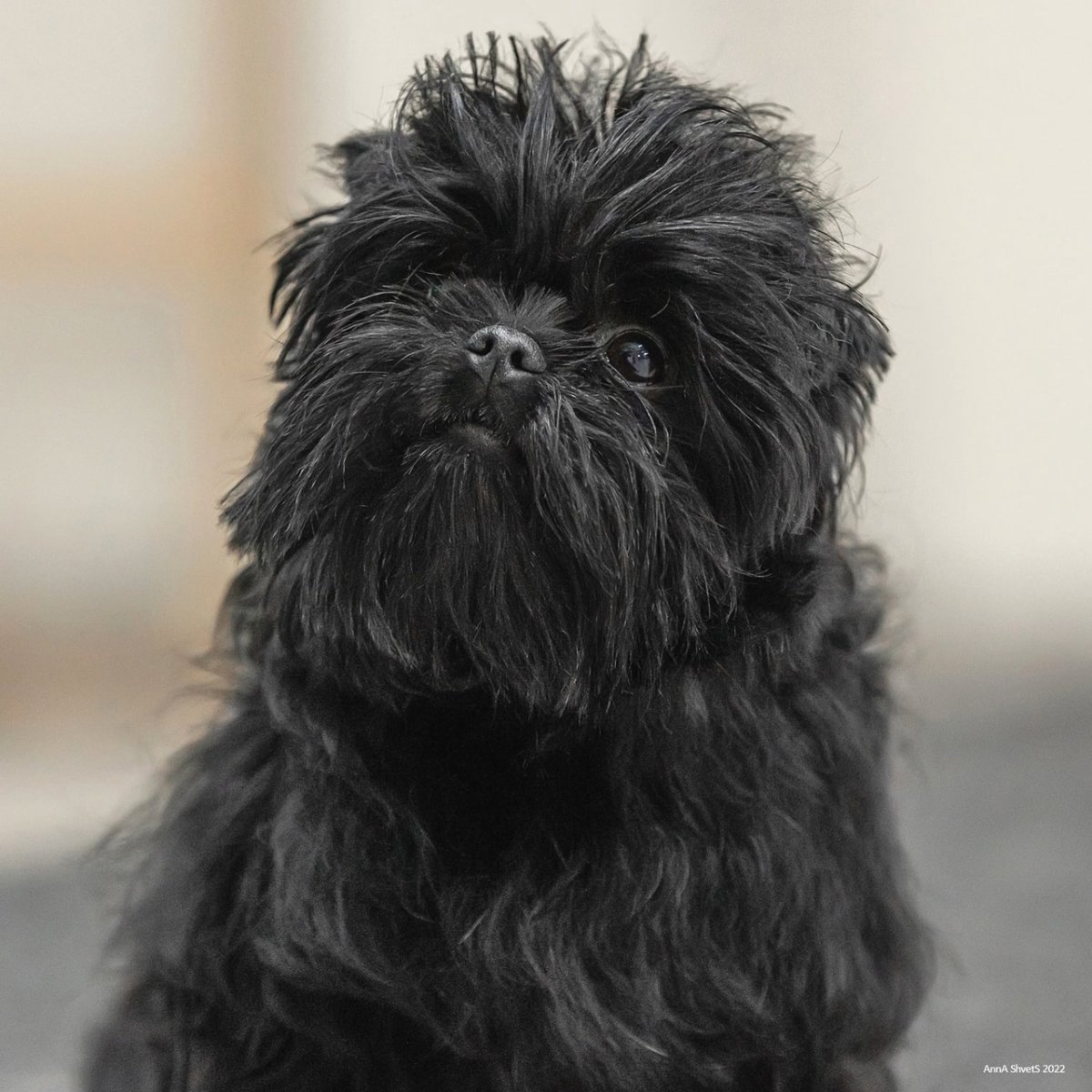 Собачку Аффенпинчер