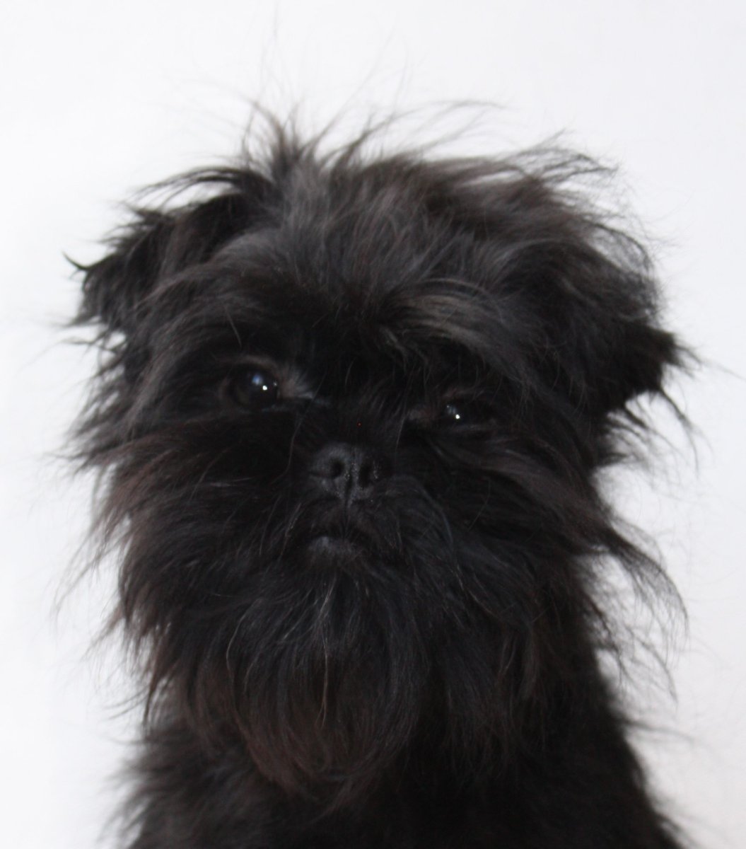 Аффенпинчер Джек Николсон