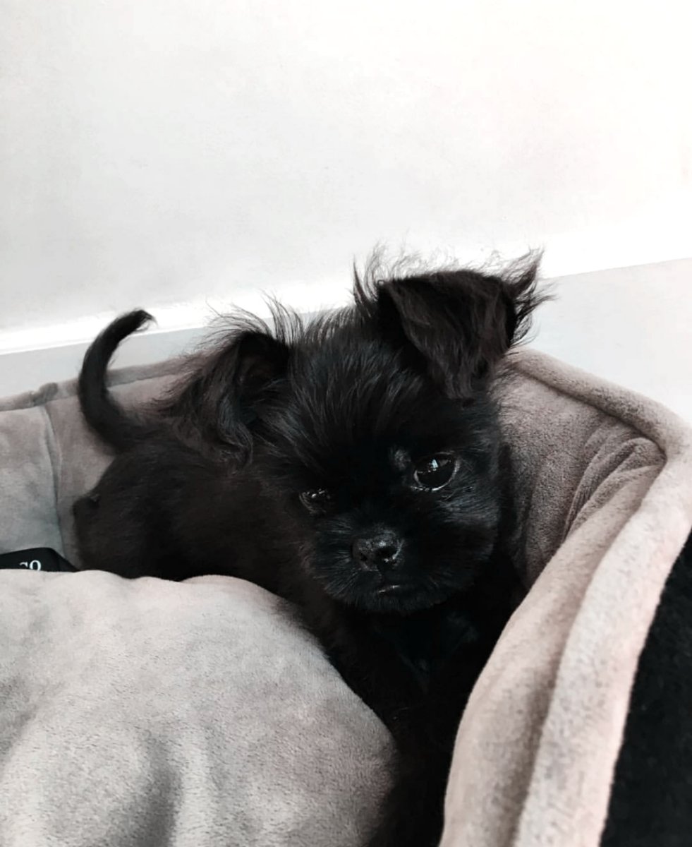 Аффенпинчер