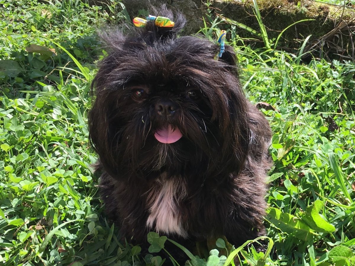 Аффенпинчер рыжий