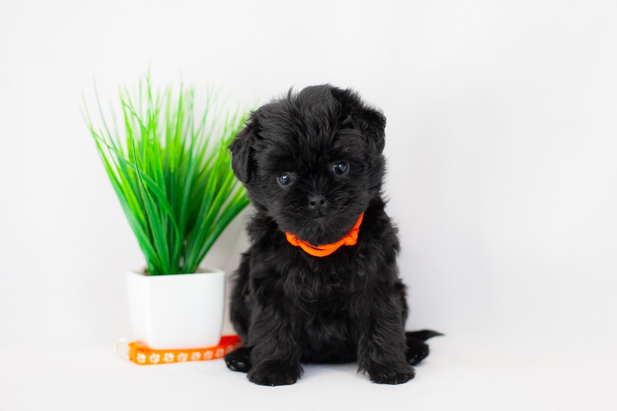 Аффенпинчер с путешественником