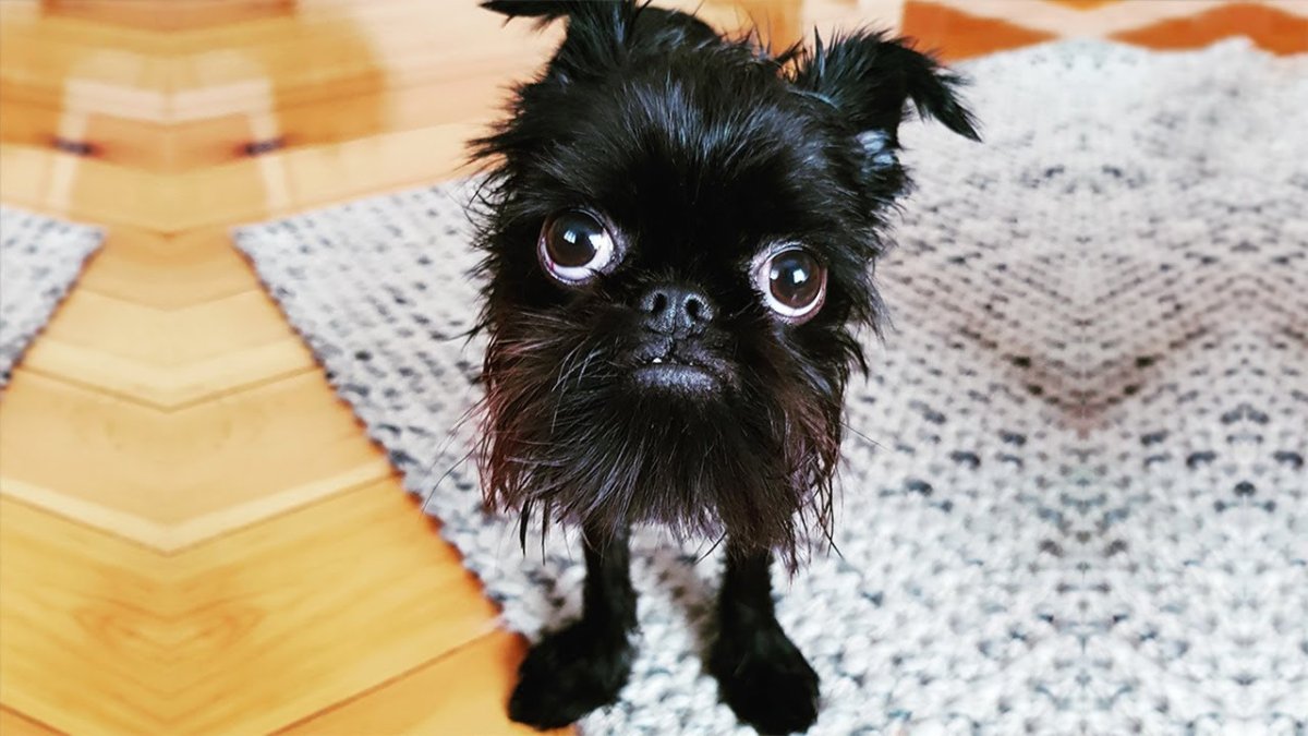 Ржачные фото животных до слез