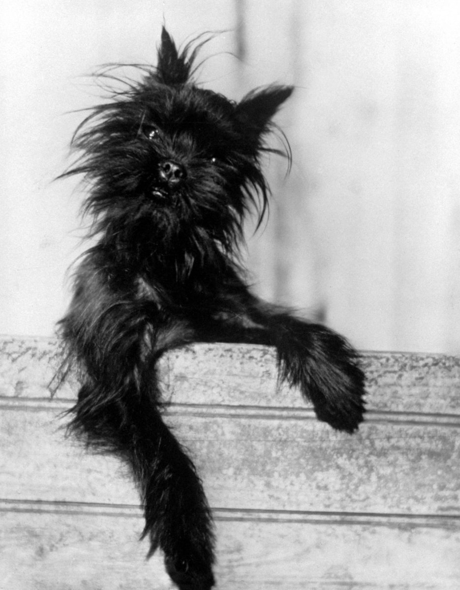 Аффенпинчер с человеком