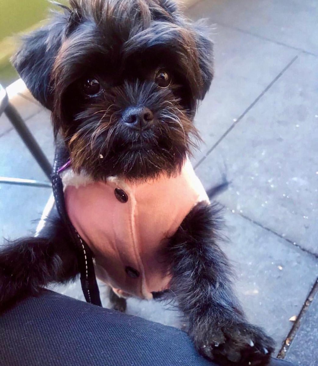 Брюссельский гриффон собака