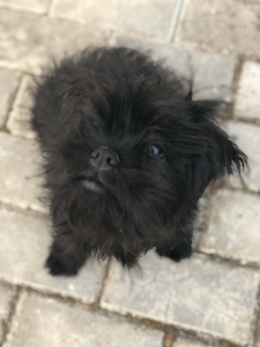 Аффенпинчер vs гриффон